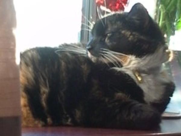 Housesitting assignment in Milnrow, United Kingdom