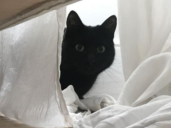 Housesitting assignment in London, United Kingdom