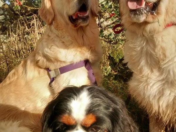 Housesitting assignment in North Berwick, United Kingdom