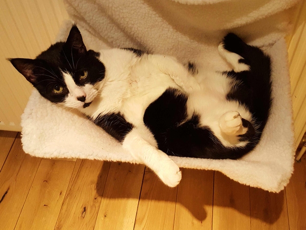 Housesitting assignment in Killearn, United Kingdom