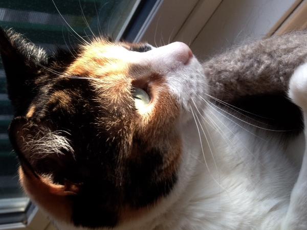Housesitting assignment in Ladysmith, British Columbia, Canada