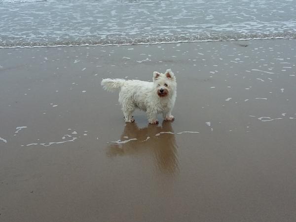 Housesitting assignment in Durham, United Kingdom