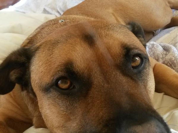 Housesitting assignment in Cwmbran, United Kingdom
