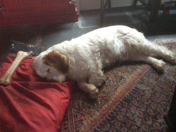 Housesitting assignment in Denbigh, United Kingdom