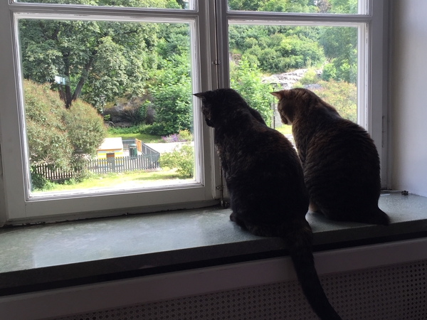 Housesitting assignment in Stockholm, Sweden