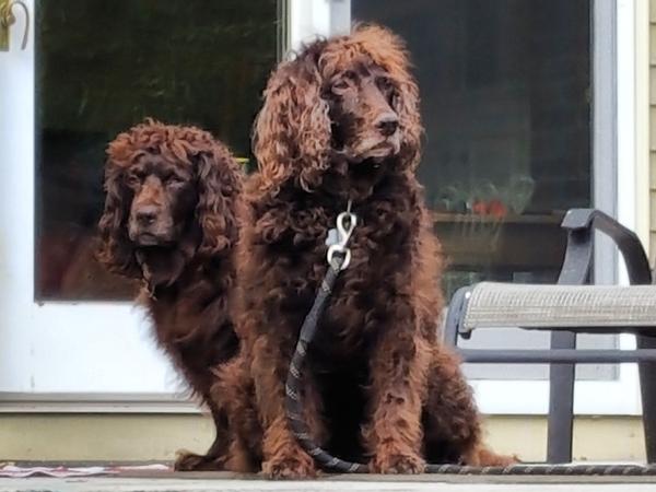 Housesitting assignment in Barkhamsted, Connecticut, United States