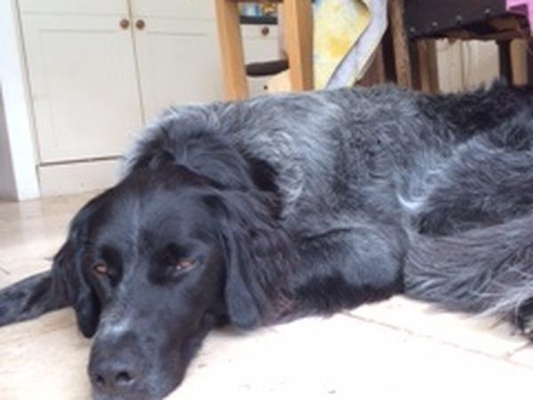 Housesitting assignment in Tintern, United Kingdom
