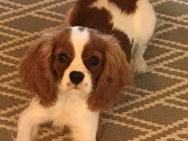 Housesitting assignment in Franklin, Tennessee, United States