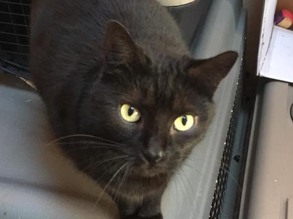 Housesitting assignment in Ohmden, Germany