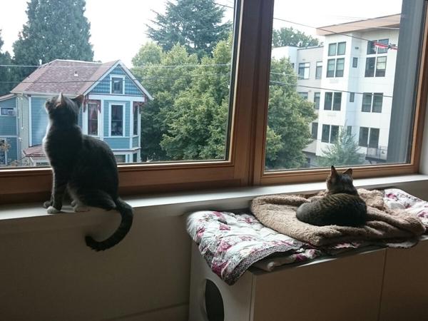 Housesitting assignment in Portland, Oregon, United States