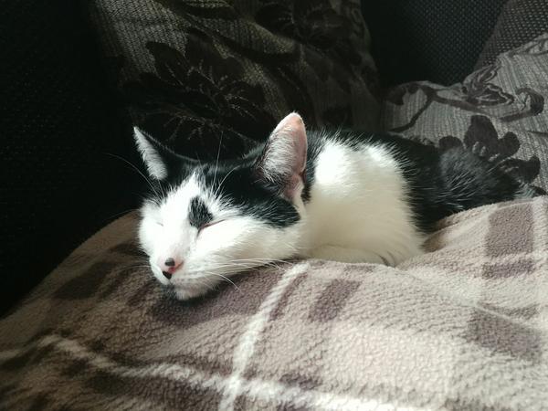 Housesitting assignment in Cardiff, United Kingdom