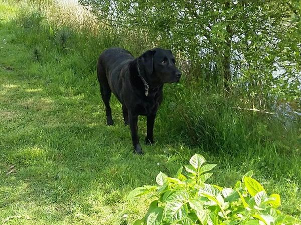 Housesitting assignment in Winkleigh, United Kingdom