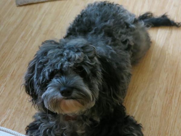 Housesitting assignment in Cobble Hill, British Columbia, Canada