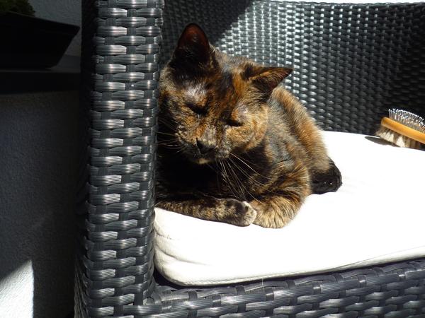 Housesitting assignment in Lausanne, Switzerland
