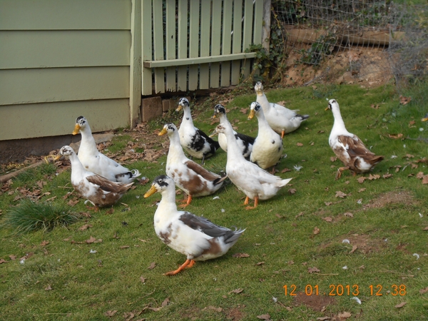 Housesitting assignment in Rogue River, Oregon, United States