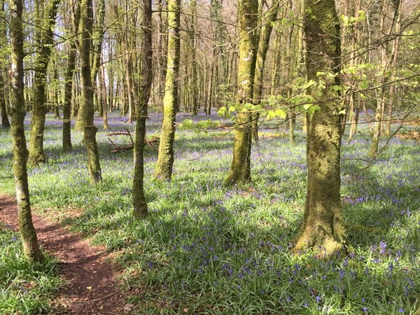 Housesitting assignment in Sligo, Ireland