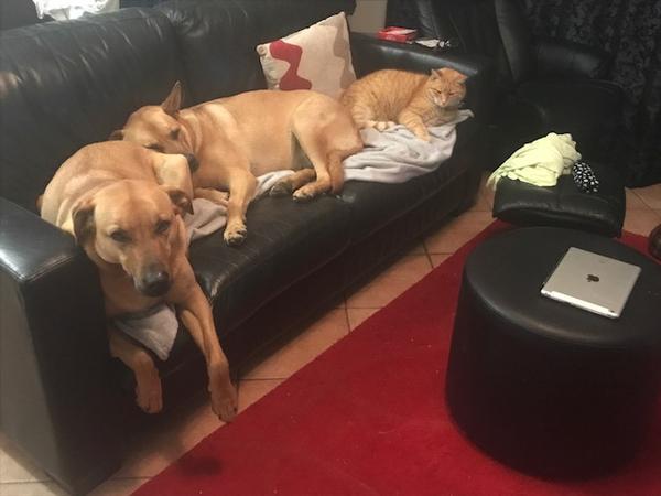 Housesitting assignment in Browns Bay, New Zealand