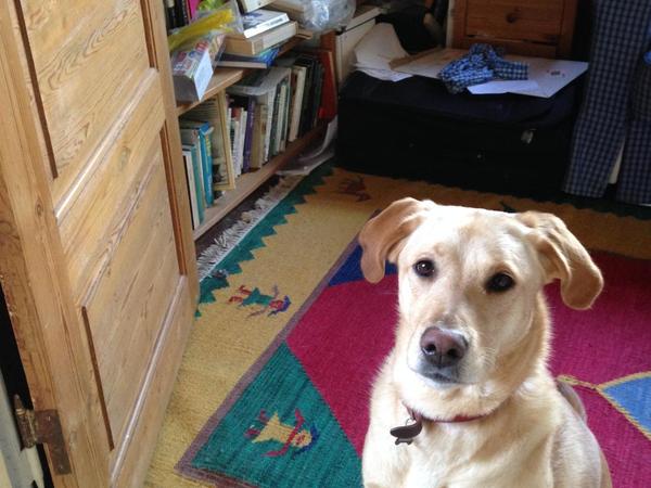 Housesitting assignment in Haderslev, Denmark