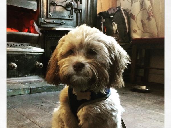Housesitting assignment in Saddleworth, United Kingdom