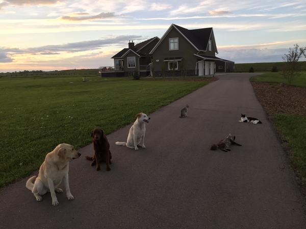 Housesitting assignment in Okotoks, Alberta, Canada