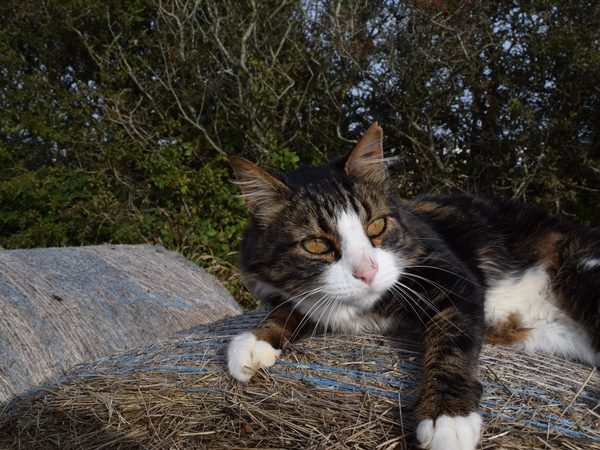 Housesitting assignment in Douglas, Isle of Man