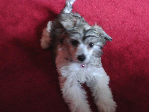 Housesitting assignment in Sandy, United Kingdom
