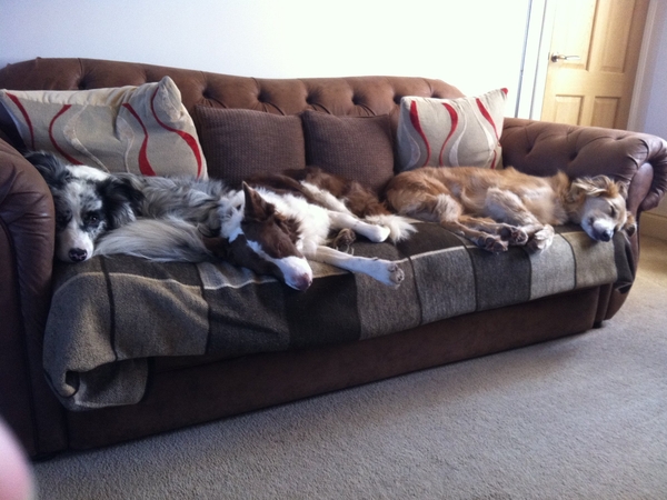 Housesitting assignment in Stoney Stanton, United Kingdom
