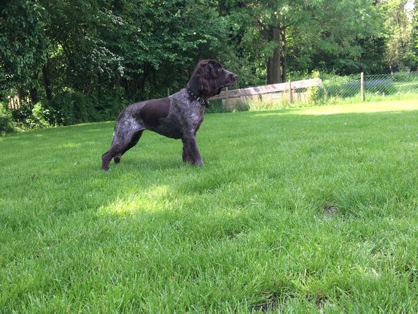 Housesitting assignment in West Clandon, United Kingdom