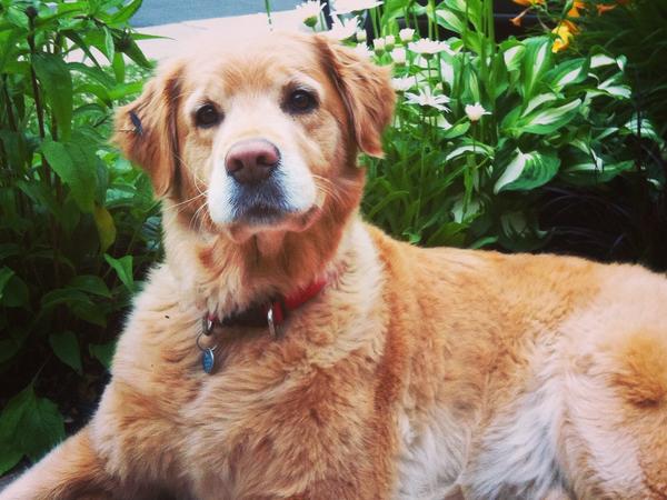 Housesitting assignment in Moncton, New Brunswick, Canada