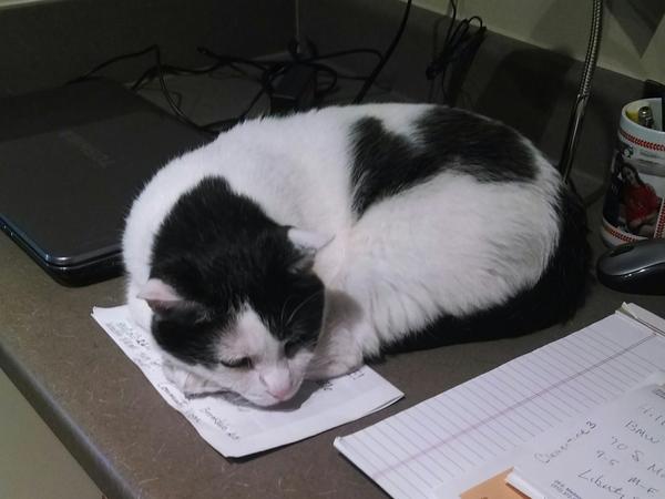 Housesitting assignment in Weaverville, North Carolina, United States