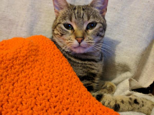 Housesitting assignment in Toowoomba, Queensland, Australia