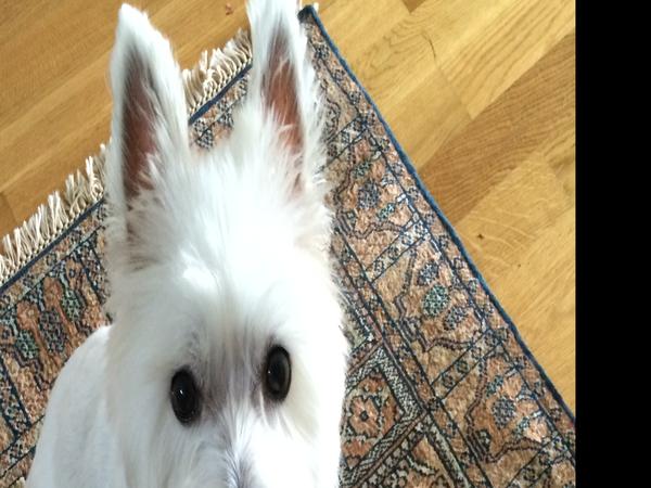 Housesitting assignment in Saint-Cézaire-sur-Siagne, France