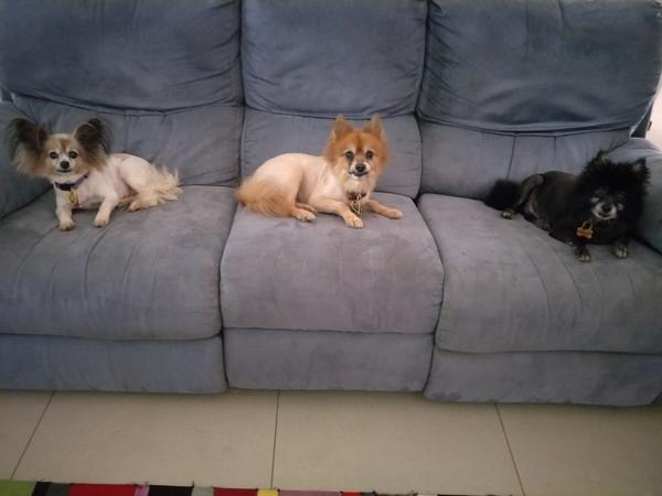 Housesitting assignment in Stuart Park, Northern Territory, Australia