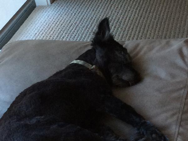 Housesitting assignment in Queanbeyan, New South Wales, Australia