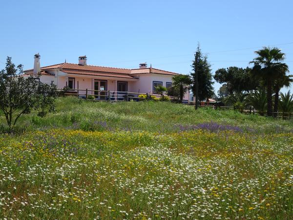 Housesitting assignment in Vendas Novas, Portugal