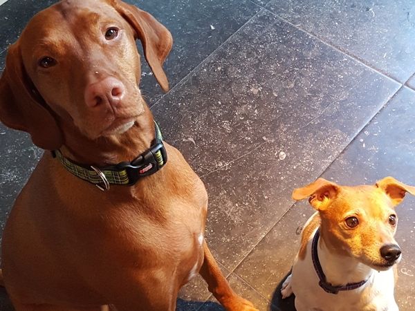 Housesitting assignment in St. Louis, MO, United States