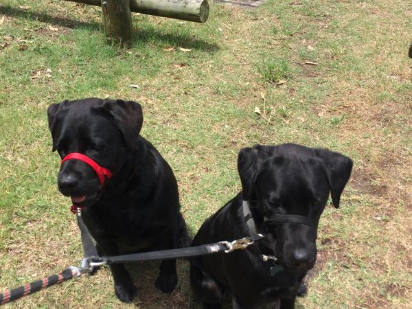 Housesitting assignment in Booragul, New South Wales, Australia