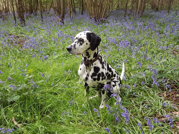 Housesitting assignment in Enham-Alamein, United Kingdom