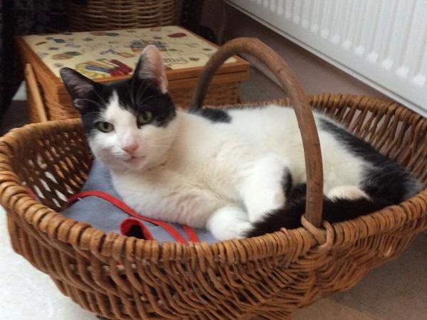 Housesitting assignment in Saffron Walden, United Kingdom