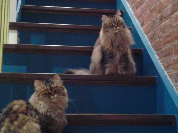 Housesitting assignment in Hamilton, ON, Canada