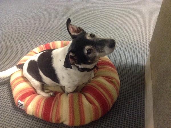 Housesitting assignment in Sydney, NSW, Australia