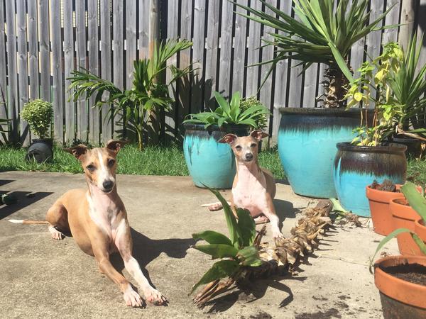 Housesitting assignment in Mackay City, QLD, Australia
