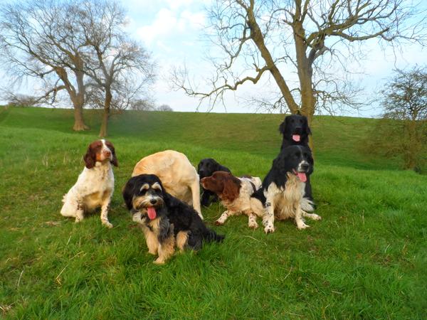 Housesitting assignment in Stone, United Kingdom
