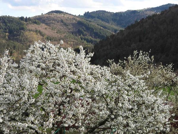 Housesitting assignment in Langeac, France