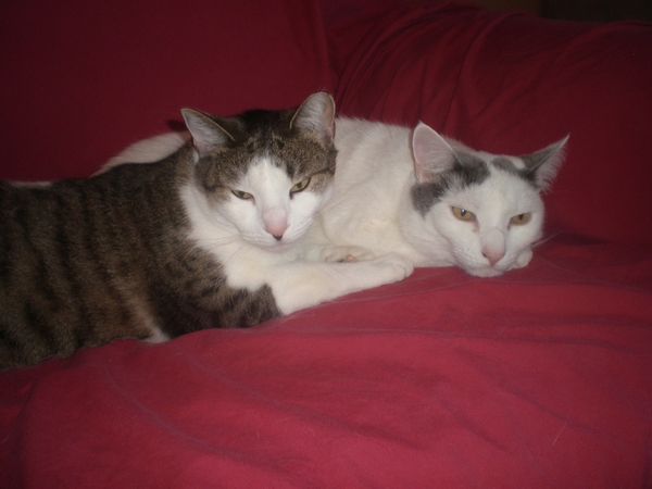 Housesitting assignment in Antigua Guatemala, Guatemala