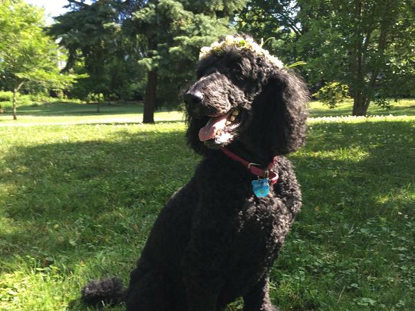 Housesitting assignment in Palo Alto, California, United States