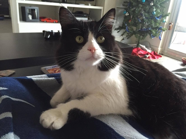 Housesitting assignment in Portsmouth, United Kingdom