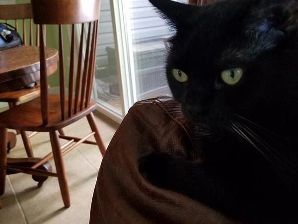 Housesitting assignment in Bowie, MD, United States