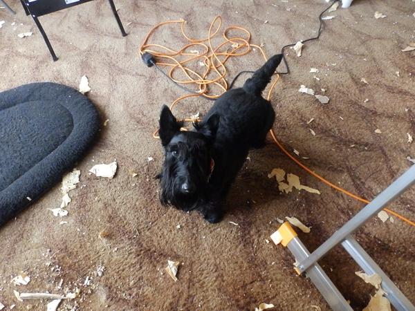 Housesitting assignment in Westcliff-on-Sea, United Kingdom