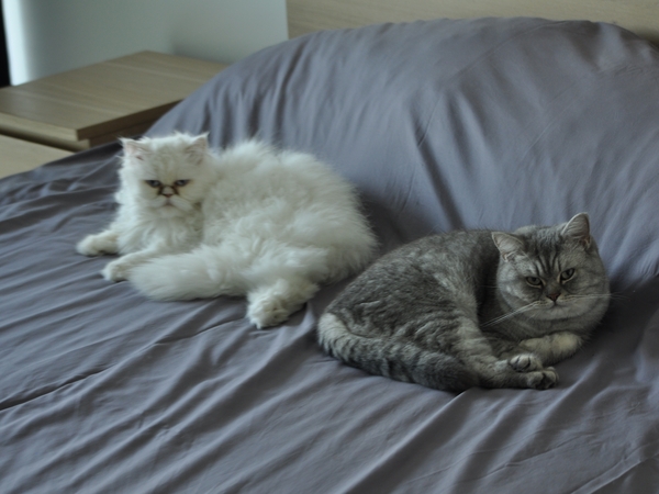 Housesitting assignment in Abu Dhabi, United Arab Emirates